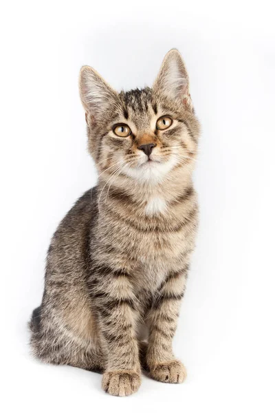 Hermoso gato tabby sentado y mirando hacia arriba — Foto de Stock