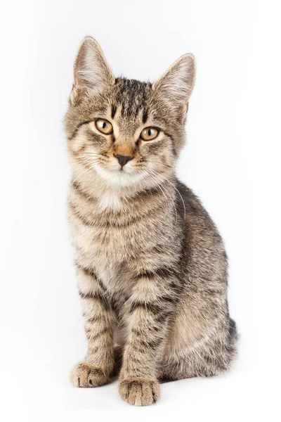 Portrait of a thoroughbred striped funny cat — Stock Photo, Image