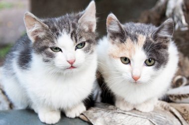 İki küçük Benekli kedi