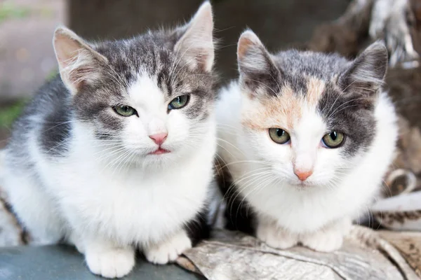 Dos gatitos pequeños manchados — Foto de Stock