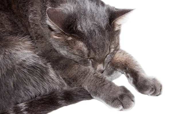 Grijze kat slaapt — Stockfoto