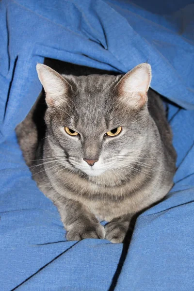 Gray cat lies under the blanket — Stock Photo, Image