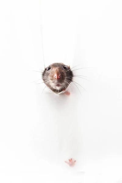 Ratto fa capolino da un buco in una parete bianca — Foto Stock