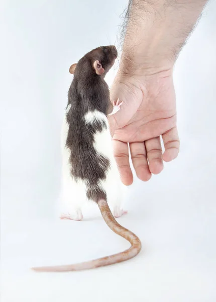 Belföldi patkány közelében emberi kéz elszigetelt fehér háttér. — Stock Fotó