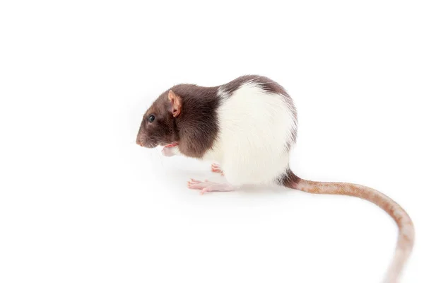 Бытовая черно-белая крыса на белом фоне — стоковое фото
