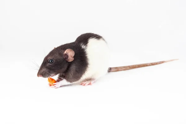 Милая домашняя крыса ест кусок моркови, изолированный на белом фоне. — стоковое фото
