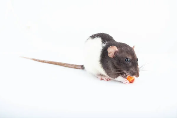 Mignon rat domestique mange un morceau de carotte isolé sur fond blanc — Photo