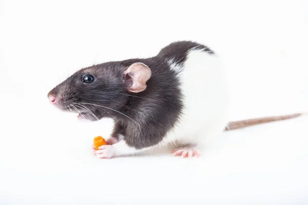 Милая домашняя крыса ест кусок моркови, изолированный на белом фоне. — стоковое фото