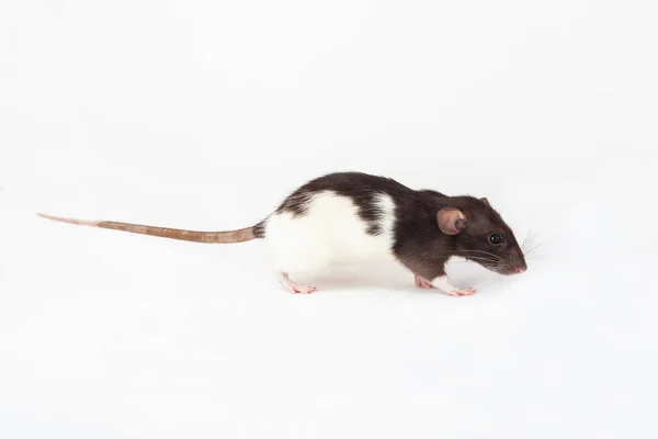 Бытовая черно-белая крыса на белом фоне — стоковое фото