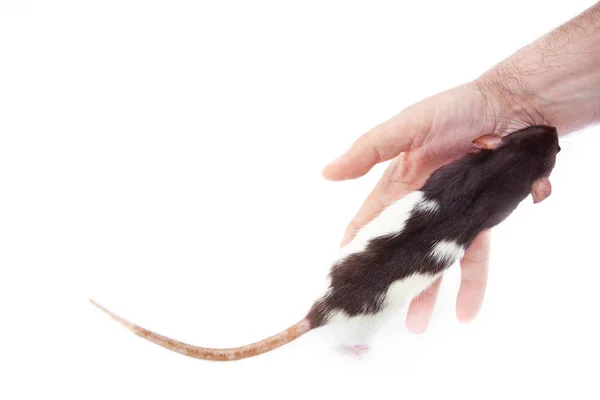 Domestic rat near human hand isolated on white background.