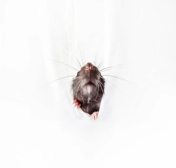 Șobolanul iese dintr-o gaură într-un perete alb — Fotografie, imagine de stoc