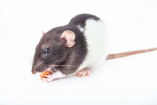 Leuke huisdier rat eet een stuk wortel geïsoleerd op witte achtergrond Rechtenvrije Stockfoto's