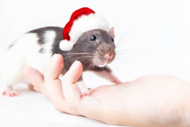 Noel Baba şapkalı ev faresi bir adamın elinde duruyor.