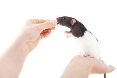 Sevimli benekli sıçan, evcil hayvan bir insanın elinde oturan ayçekirdeğini yiyor. kemirgen eğitimi