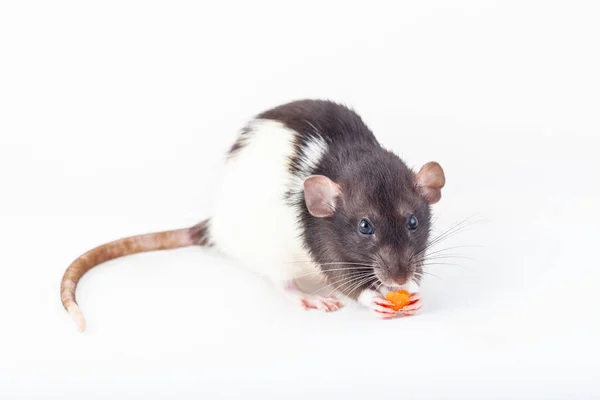 Милая пятнистая крыса, питомец ест кусок моркови — стоковое фото