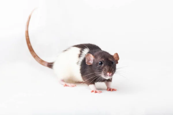 Красивая пятнистая крыса, домашнее животное крупным планом — стоковое фото