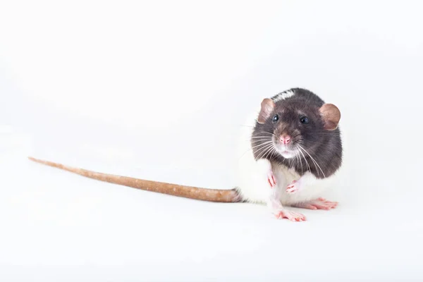 Piękny cętkowany szczur, zwierzak zbliżenie — Zdjęcie stockowe