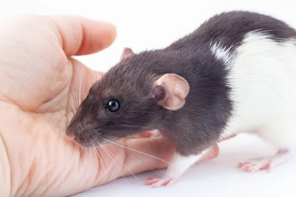 Domestic rat stands on a man's hand — ストック写真