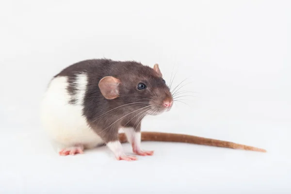 Красивая пятнистая крыса, домашнее животное крупным планом — стоковое фото
