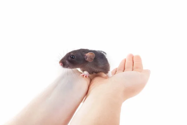 Rato manchado bonito nas mãos de um homem (isolado no fundo branco). formação e domesticação de roedores . — Fotografia de Stock