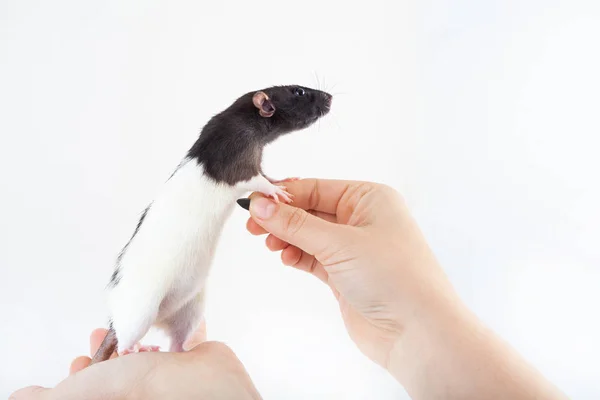 Cute spotted rat, pet eats a sunflower seed sitting on the hands of a man. rodent training — Stock Photo, Image