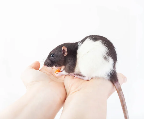 귀여운 점박이 쥐, 애완 동물 남자의 팔에 앉아 당근 한 조각을 먹어 — 스톡 사진