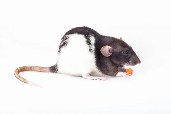 Милая пятнистая крыса, питомец ест кусок моркови — стоковое фото