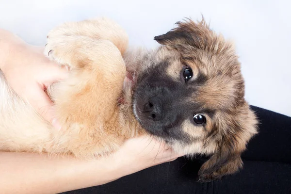 Welpe Golden Retriever Den Händen Des Besitzers Nahaufnahme — Stockfoto