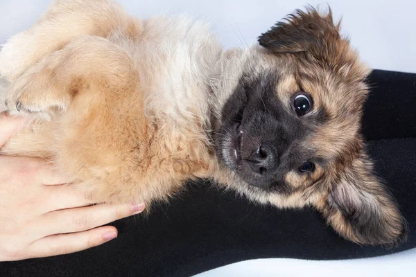 Niedlicher Pembroke Walisischer Hund Liegt Mit Pfoten Auf