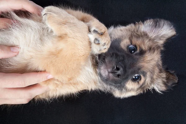 Cachorro Golden Retriever Nas Mãos Proprietário Closeup — Fotografia de Stock