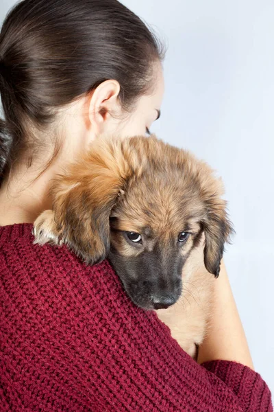 Sad Puppy Golden Retriever Hands Owner Closeup — Stock Photo, Image