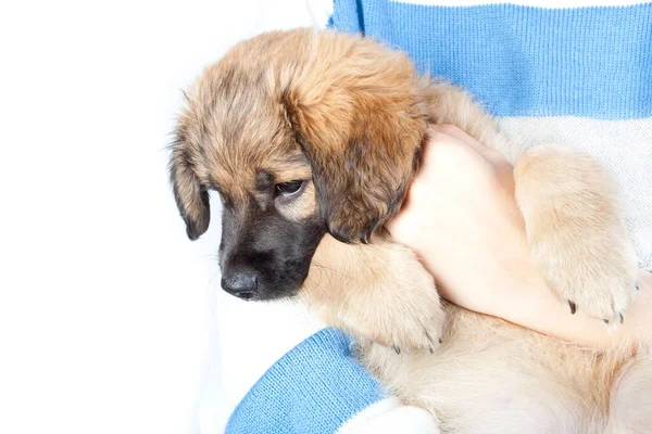 Cachorro Triste Golden Retriever Nas Mãos Proprietário Closeup — Fotografia de Stock