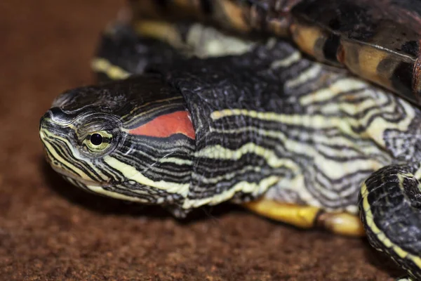 Cabeza Cara Una Tortuga Pseudemys Scripta Elegans Cerca — Foto de Stock