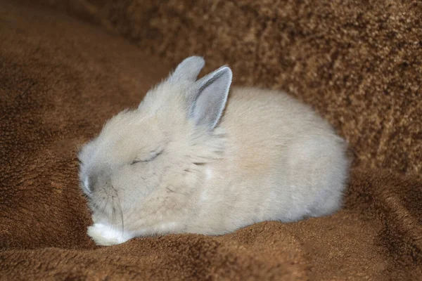 ふわふわの毛布の上に座るウサギ — ストック写真