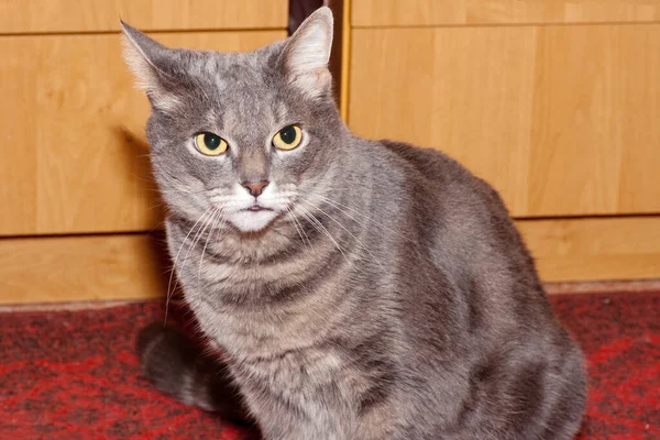 Purebred Grå Tabby Katt Sitter Nära Skåpet — Stockfoto