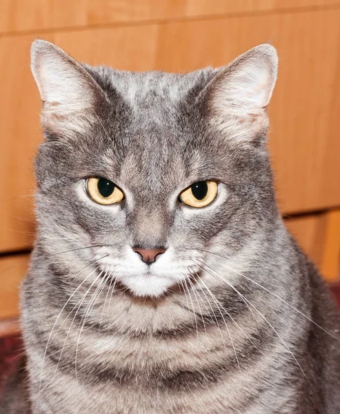 Portrait Gray Striped Cat — Stock Photo, Image