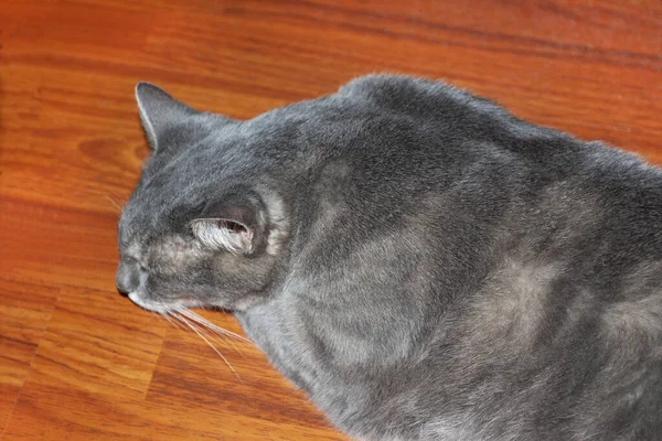 英国肥灰色的肥猫躺在地板上 — 图库照片