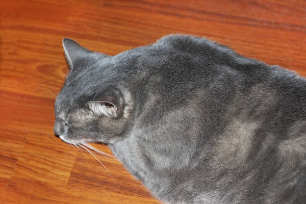 Britânico Gordura Cinza Tabby Gato Encontra Chão — Fotografia de Stock