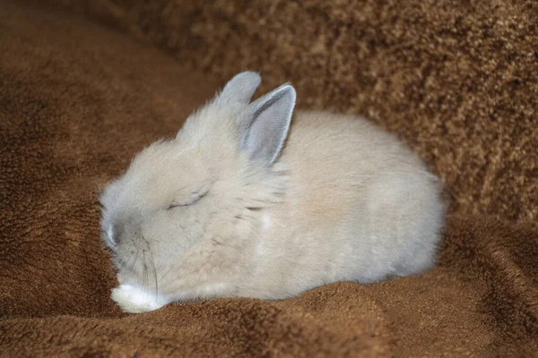 Rabbit Sitting Fluffy Blanket Royalty Free Stock Photos