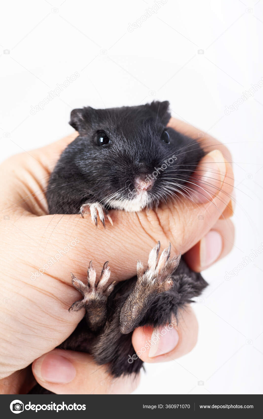 comfy baby : r/gerbil, image size:1067x1700