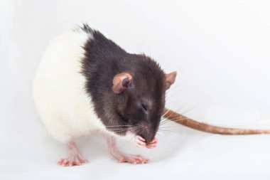 Dekoratif fare yıkandı. Beyaz bir arkaplanda izole edilmiş.