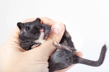 funny black mouse gerbil in human hand. isolated on white background clipart