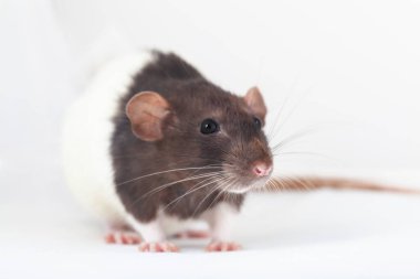 Dekoratif sıçan yana doğru döndü. Beyaz bir arkaplanda izole edilmiş.