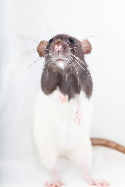 Szczur Dekoracyjny Stojący Tylnych Nogach Izolowany Białym Tle — Zdjęcie stockowe