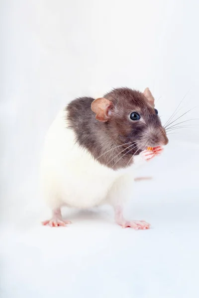 Decoratieve Rat Eet Staand Zijn Achterpoten Geïsoleerd Een Witte Achtergrond — Stockfoto