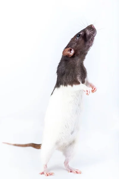 Декоративная Крыса Стоящая Задних Ногах Изолированные Белом Фоне — стоковое фото