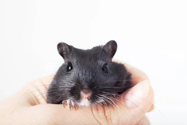 Funny Black Mouse Gerbil Human Hand Isolated White Background — Stock Photo, Image