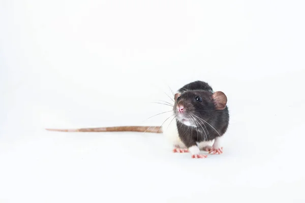 Decorative Rat Turned Sideways Closeup Isolated White Background — Stock Photo, Image