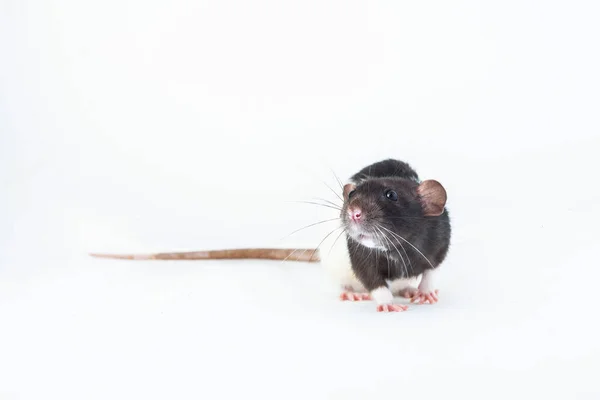 Rata Decorativa Vuelta Lado Primer Plano Aislado Sobre Fondo Blanco — Foto de Stock