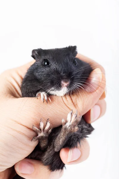 Směšná Černá Myš Pískomil Lidské Ruce Izolované Bílém Pozadí — Stock fotografie